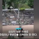 푸바오를 그윽한 눈으로 보는 옆집 남자 .mp4 이미지