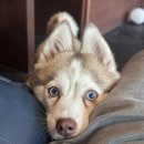 퍼피스쿨 이미지