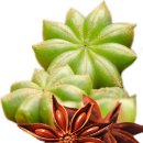 스타 아니스 이미지