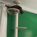 타워 | 테무산 고양이 원목 캣타워 실사용 후기, 가성비 추구하는 집사