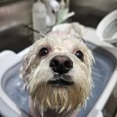 멜팅그루밍 이미지