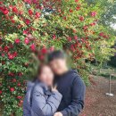 GM동백바로정비 | 제주여행 서귀포가볼만한곳 카멜리아힐 동백꽃 명소 추천