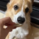 그루댕댕 이미지