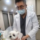 상무병원 | 광주상무지구동물병원 강아지 탈모 원인 총정리