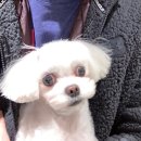 옥수수 동물병원 이미지