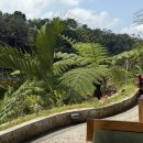 말나카페(Marna cafe) | 발리 우붓여행 뜨갈랄랑 논 뷰 티스카페 TIS cafe