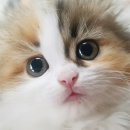 달래캐터리 | [가정분양,캐터리] 먼치킨 숏레그 분양합니다~! 삼색이 미친 S급 외모!