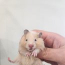 로던트 클럽 이미지