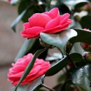 호수언저리 이미지