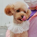 마이펫동물의료센터 이미지