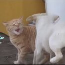 동물농장 이미지