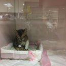 서공동물병원 이미지