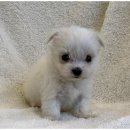 도그마루 이미지