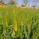 카페보리 이미지