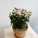 (주)러브플라워닷컴 | [대구]대구화분배달 가능한 대봉동 꽃집 러브투도어 플라워