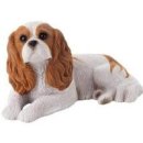 캐벌리어 킹 찰스 스파니엘(Cavalier King Charles Spaniel) 이미지