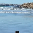 Thanks giving Day(추수 감사절)를 생각하면서. 이미지