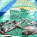 동해참전복 이미지