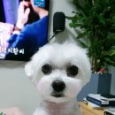 해뜨는창문 애견동반 오션뷰펜션 이미지