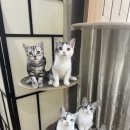 라마지샤 이미지