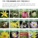 지피 식물(地被植物) 꽃의 이름[花名]Ⅰ 이미지