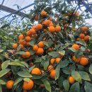 제주복돼지 이미지