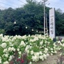 유럽수국 만개한 청주카페 프레이밍 실시간 후기