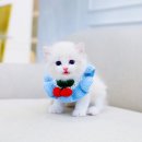 개인화물327 | 광명고양이분양 이쁜 랙돌 남아 분양해요~!