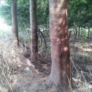 여주-0324 Daum카페