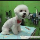 루비애견 이미지