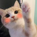 meow meow 이미지