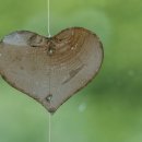 사람과나무 이미지