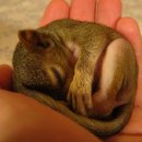 아기다람쥐 이미지