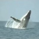 고래바다PC 이미지