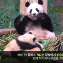 바오 이미지