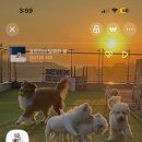 몽글몽글 애견유치원 이미지