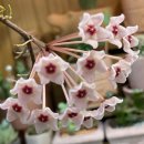 호야네 다육이 이미지