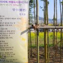 부산낙동강유채꽃축제 Daum카페