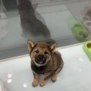 시바나라 이미지