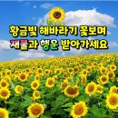 입추맞이! 황금빛 해바라기꽃 보며 재물과 행운 받아가세요!🌻 이미지