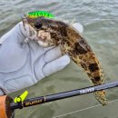 여울쏘가리 이미지