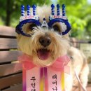 해피독 트레이닝스쿨 이미지
