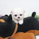 우아펫
