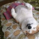 오늘의 강아지 이미지