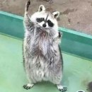 구운통닭 이미지