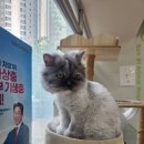 강아지 항문낭 염증 냄새 동물병원 방문 후기
