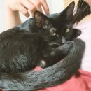 윤동물병원 | [초보 집사] 수컷 고양이 중성화 수술 시기 로하스 동물 병원 후기