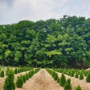 솔숲펜션 이미지