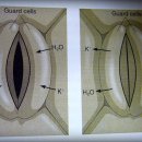 기공(stomata) 이미지