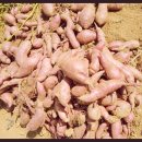 태우농장 이미지